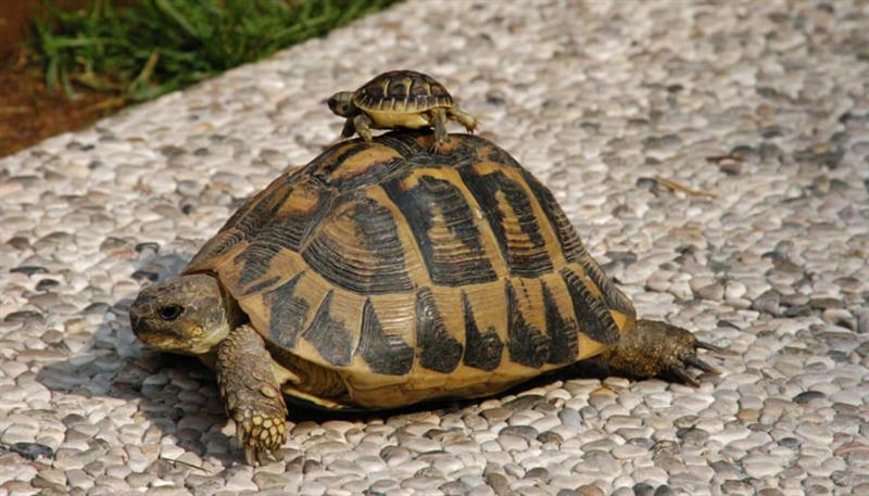 La tartaruga è simbolo di longevità e La tartaruga è simbolo di longevità e